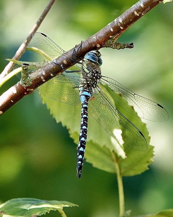 migrant hawker